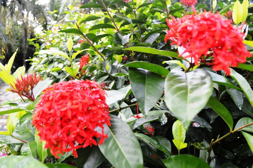 Chitwan Paradise Hotel Sauraha Buitenkant foto